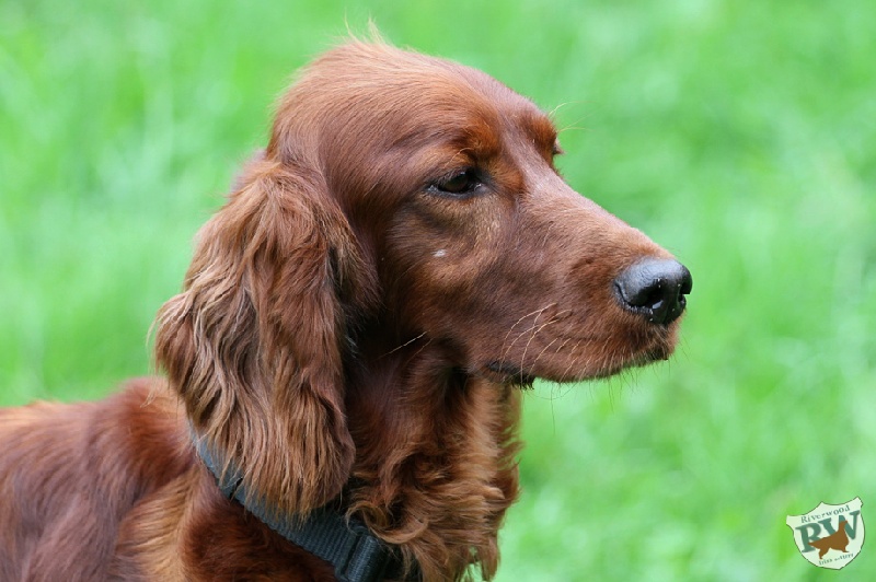 Fleur Du val de chauffour