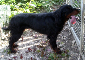 Alpha Du val de chauffour