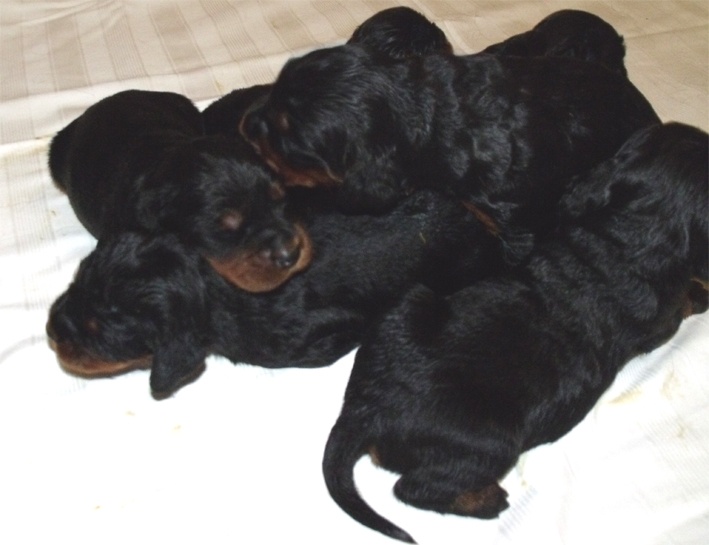 Chiot Setter Gordon Du val de chauffour